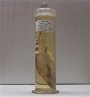 藏品(斑海鯰)的圖片